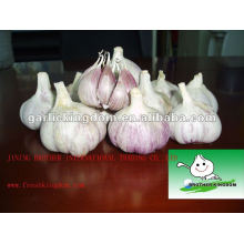 fresh normal white garlic,Ajo,Ajo de China